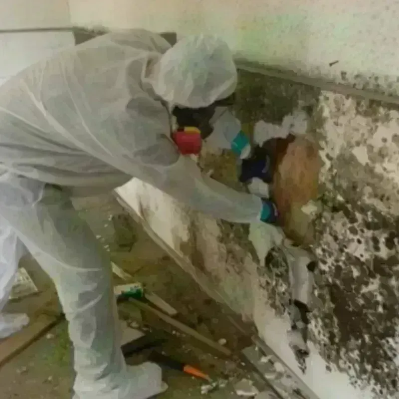 Mold Remediation and Removal in South Ashburnham, MA